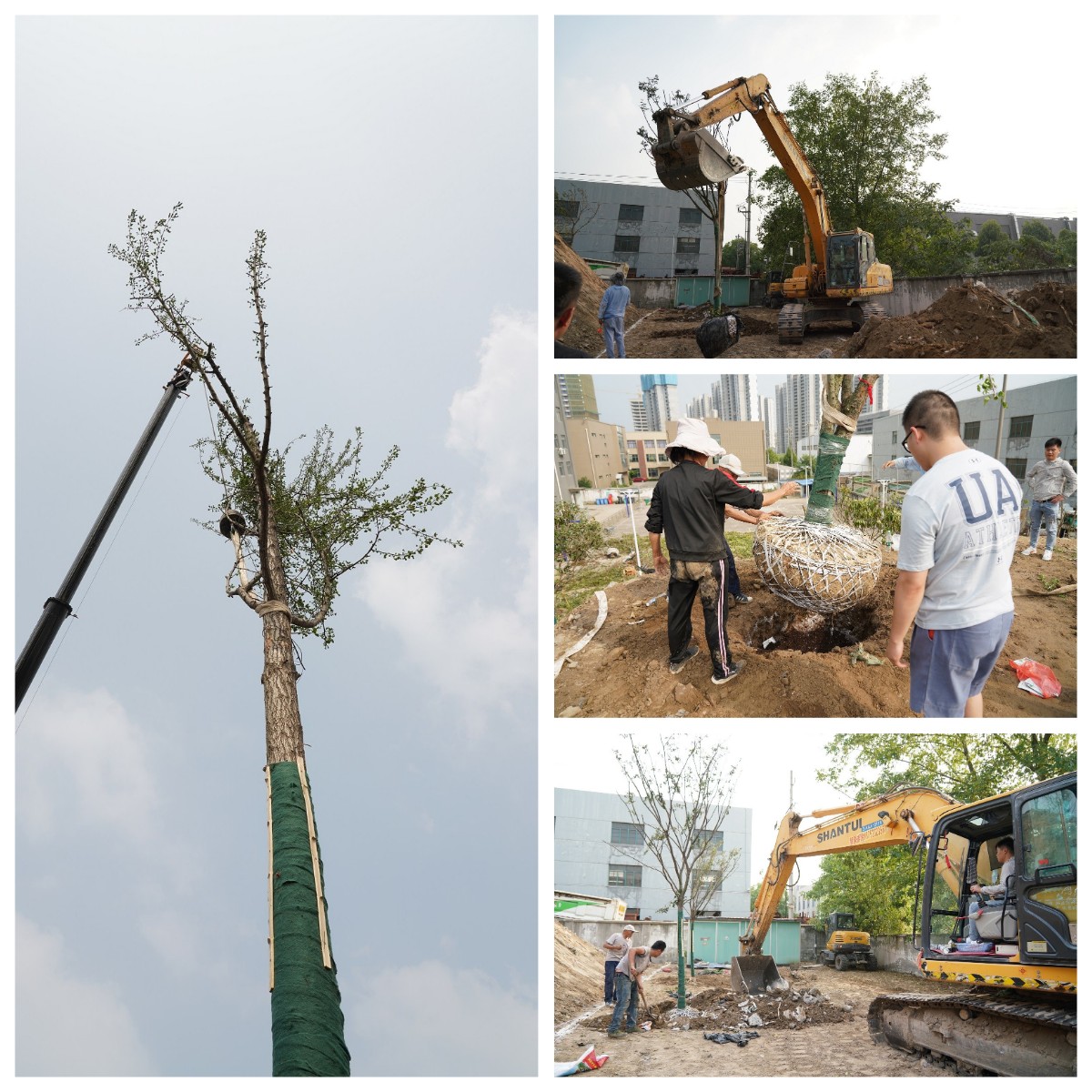 建设金沙娱场城家园 金沙娱场城科技举办树木栽植活动